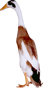 Fawn and White Duck
